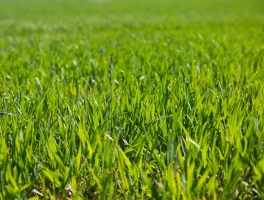 Grass: What Type Is Trending and Why