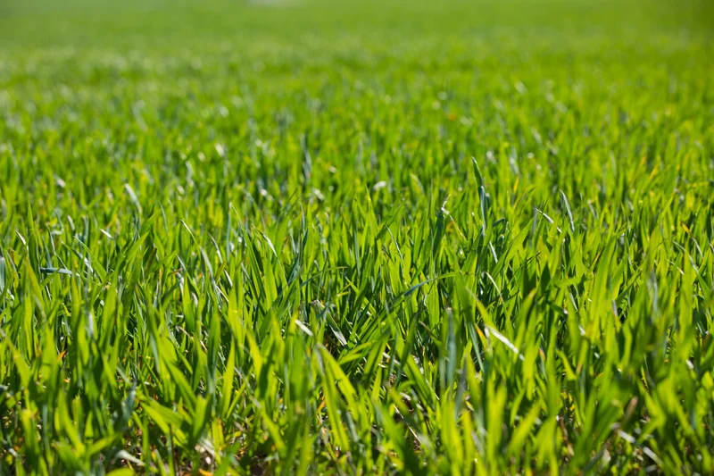 Grass: What Type Is Trending and Why